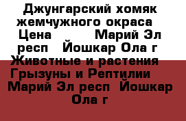 Джунгарский хомяк жемчужного окраса › Цена ­ 100 - Марий Эл респ., Йошкар-Ола г. Животные и растения » Грызуны и Рептилии   . Марий Эл респ.,Йошкар-Ола г.